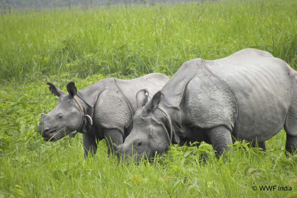 A rhino and a calf eating grass outside.