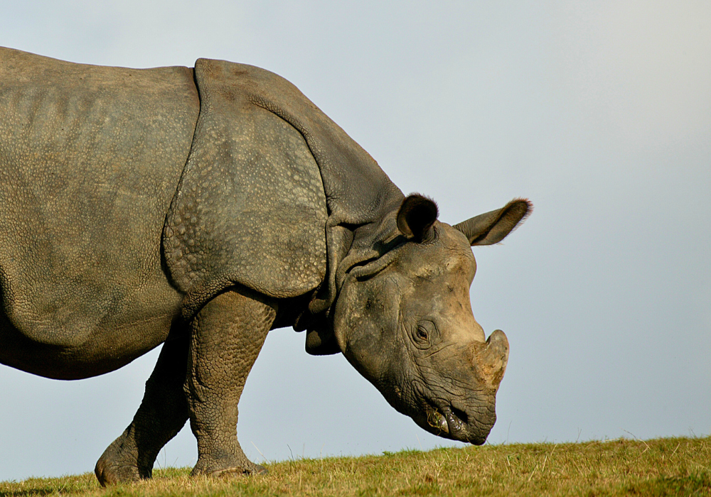 A rhino walking with its nose close to grass.