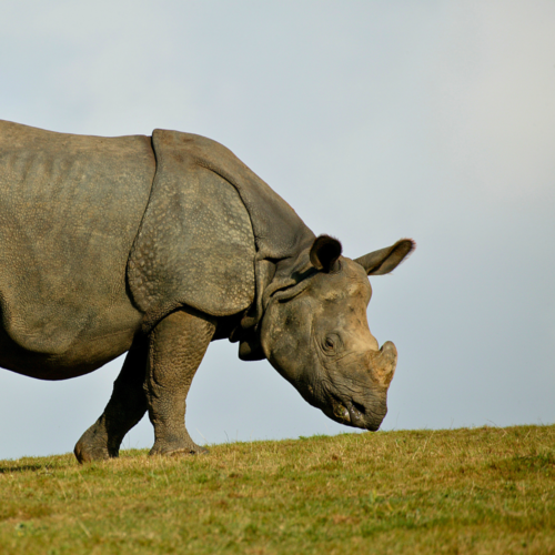 A rhino walking with its nose close to grass.