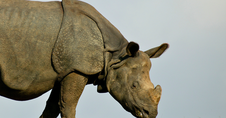 A rhino walking with its nose close to grass.