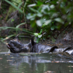 Javan rhino swimming in water