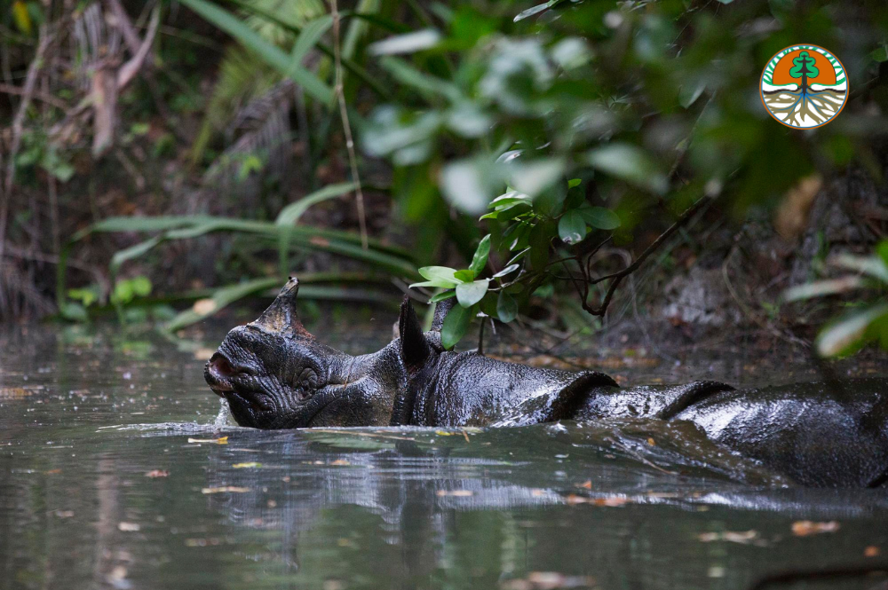 Our worst fears realised: Javan rhinos poached in Ujung Kulon National Park