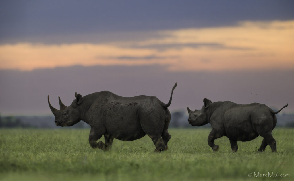 Black Rhinos at Sunset