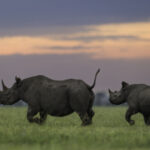 Black Rhinos at Sunset