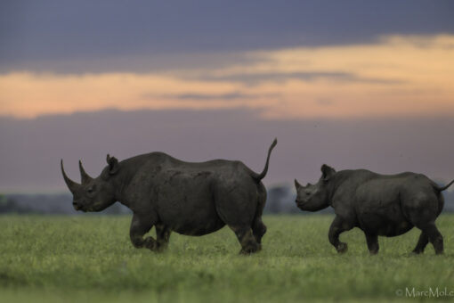 Black Rhinos at Sunset