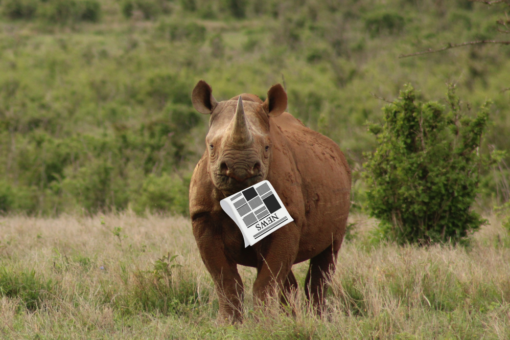 rhino with newspaper