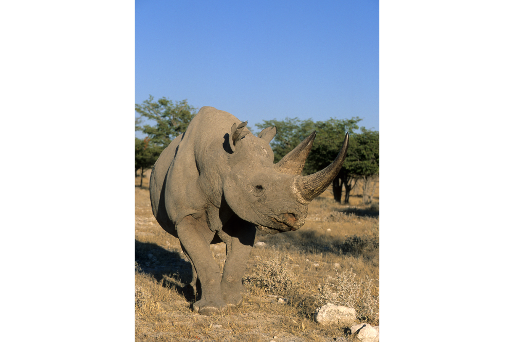 A rhino looking right, with a blue sky background.