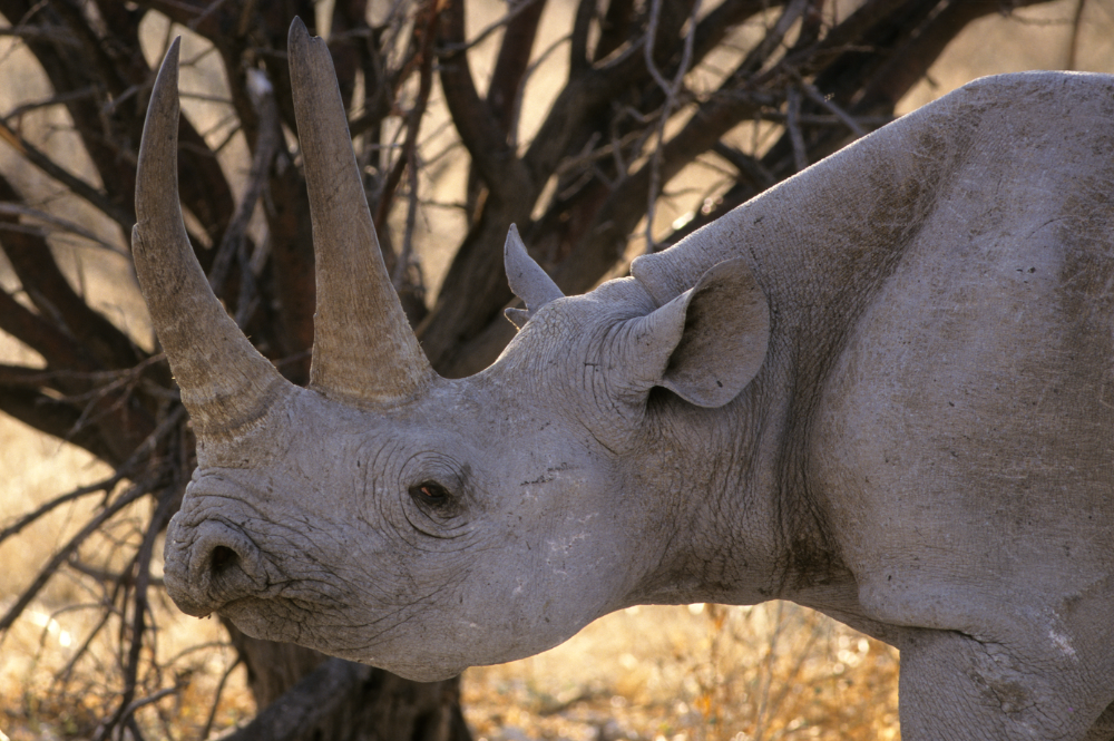 A rhino looking left, with two large horns.