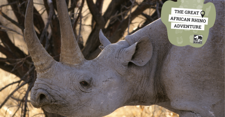 A rhino looking left with two big horns. Text: The Great African Rhino Adventure (virtual)