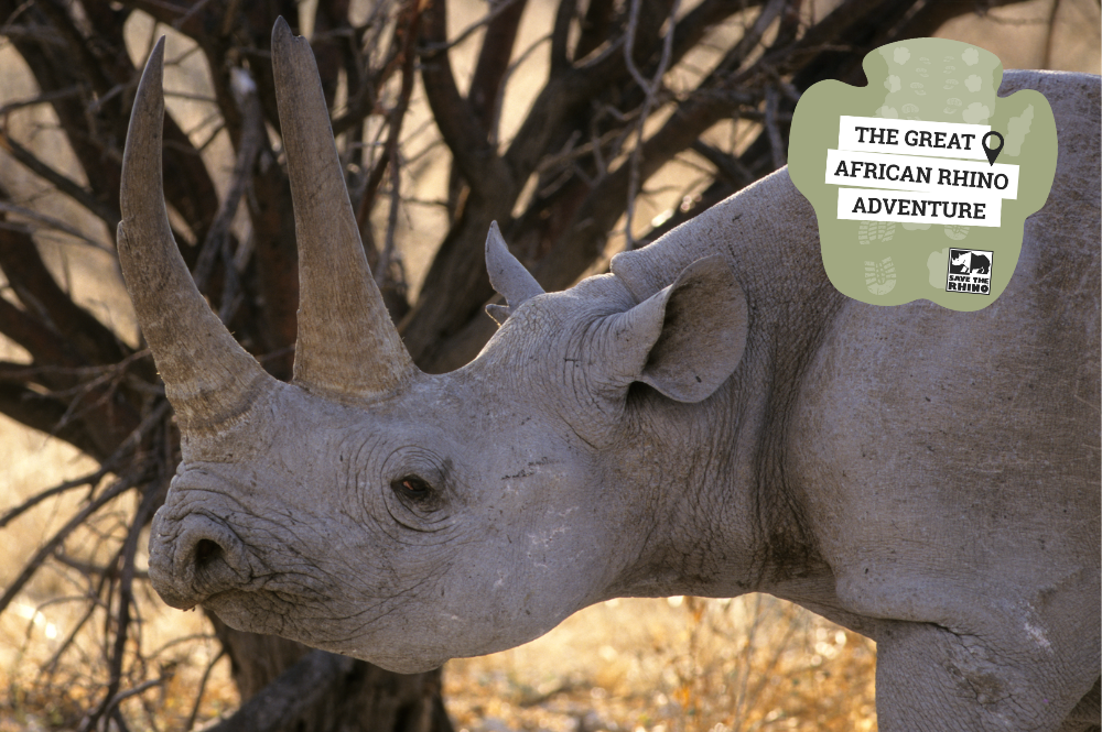 A rhino looking left with two big horns. Text: The Great African Rhino Adventure (virtual)