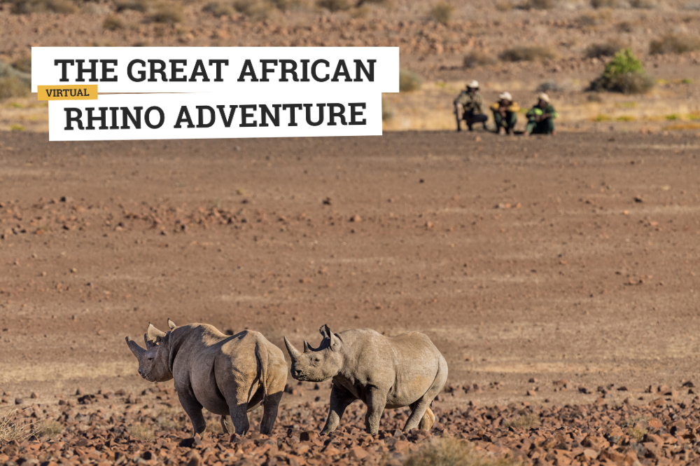 Black rhinos in the desert. Text: The Great African Rhino Adventure (virtual)