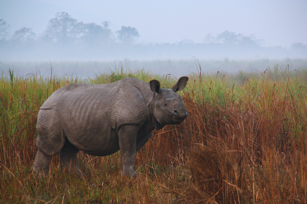 A rhino looking to the right in a misty, wet grassland.