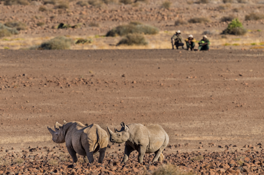 Two black rhinos on a rocky area, with three people sitting further back