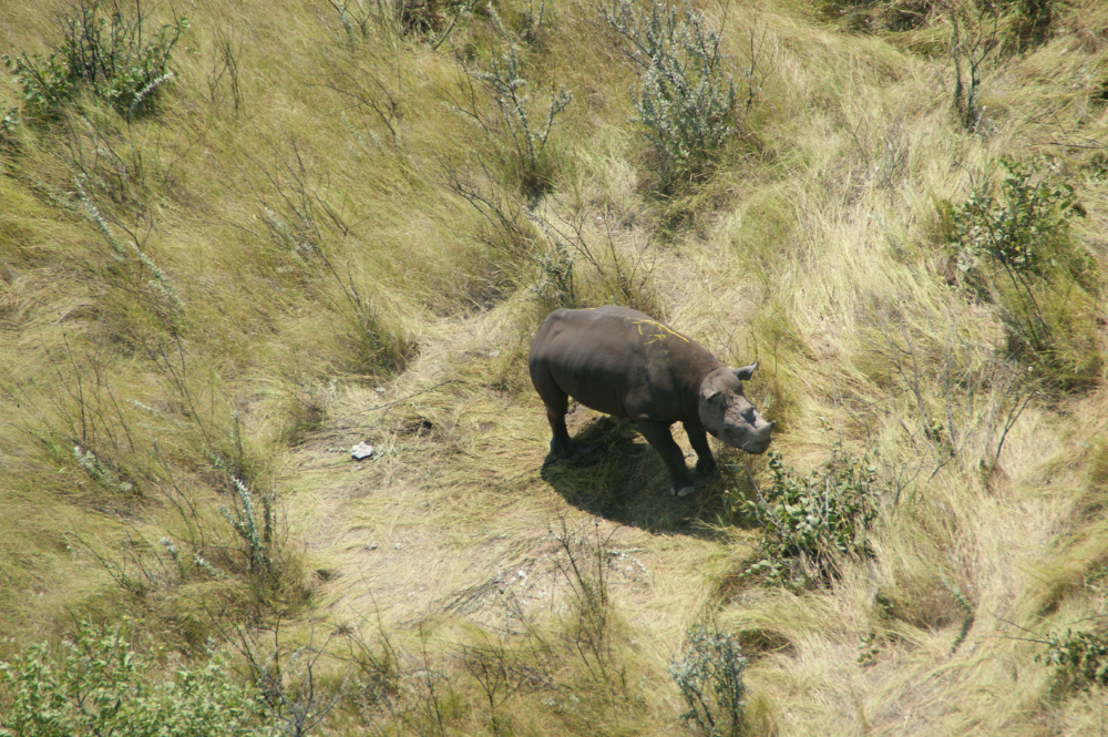 Aerial shot of a rhino in Etosha National Park.