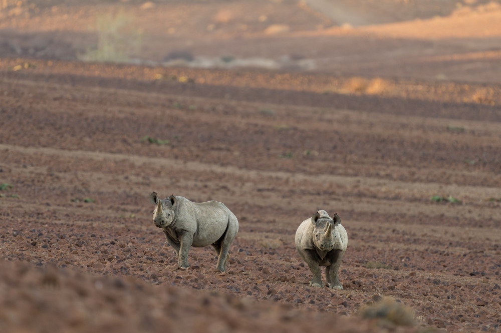 Two black rhinos looking forward in a rocky desert