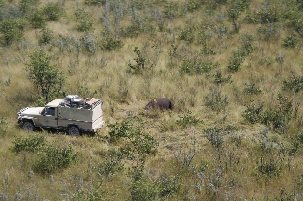 Aerial shot of a rhino darted on the ground and a vehicle nearby.