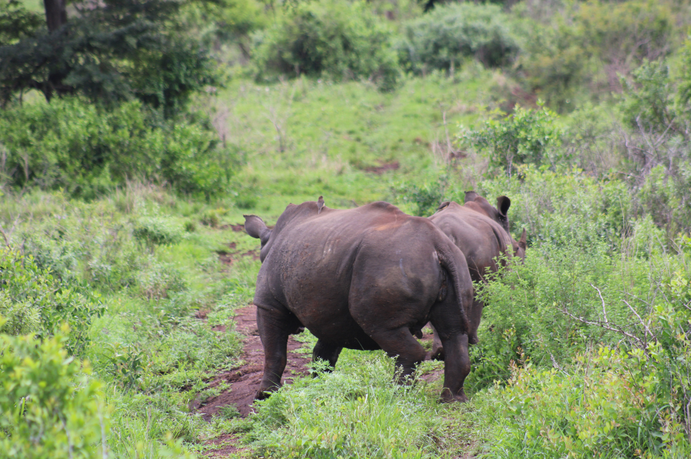 Two white rhinos walking away from the camera