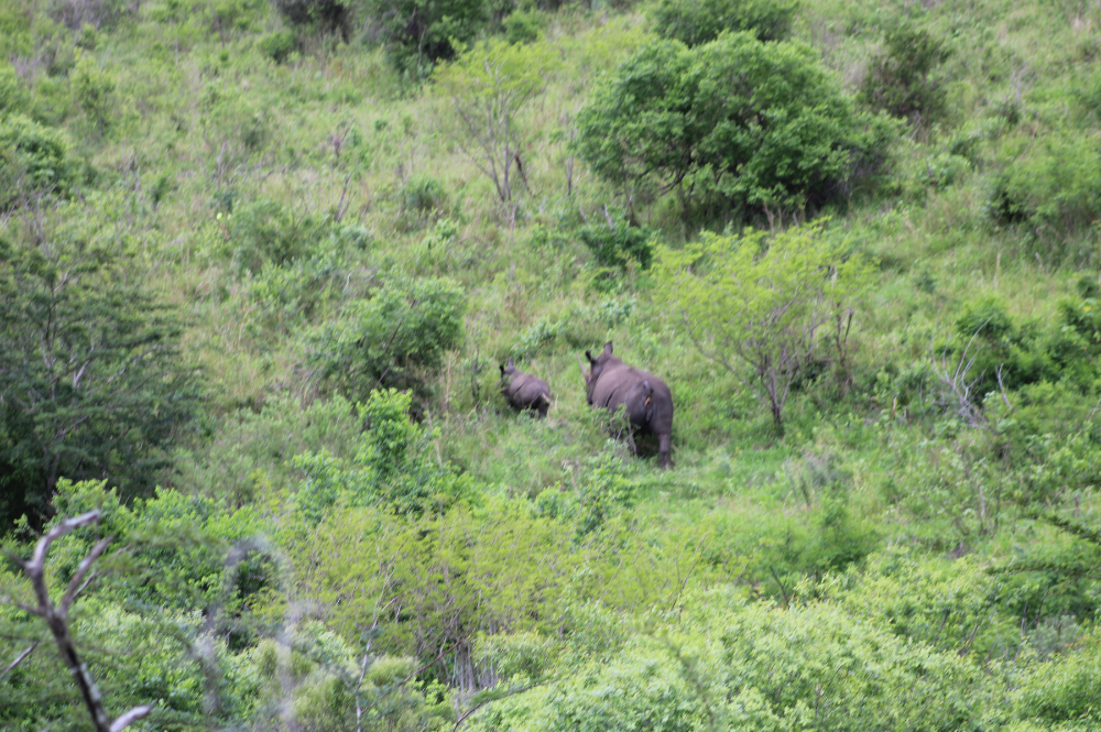 Two rhinos, from the air, walking in thick green bush.