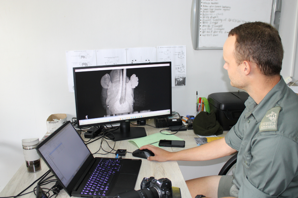 A man sitting at a computer looking at a photo of a rhino on one screen.