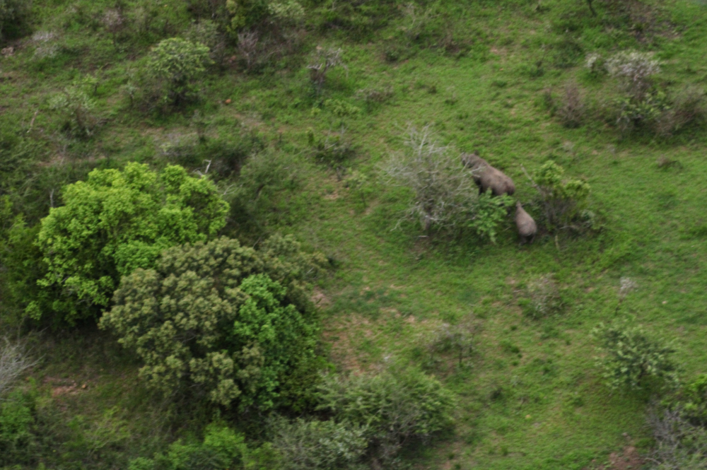 Aerial shot of two rhinos, a mother and calf, walking through green bush.