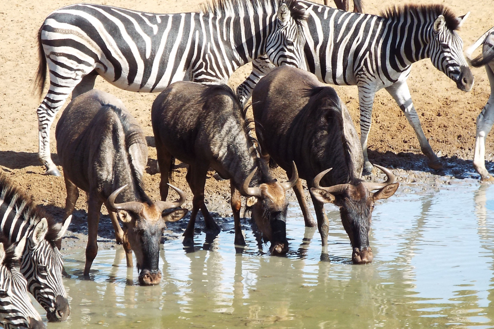 Three wildebeest and two zebra drinking from a waterhole.