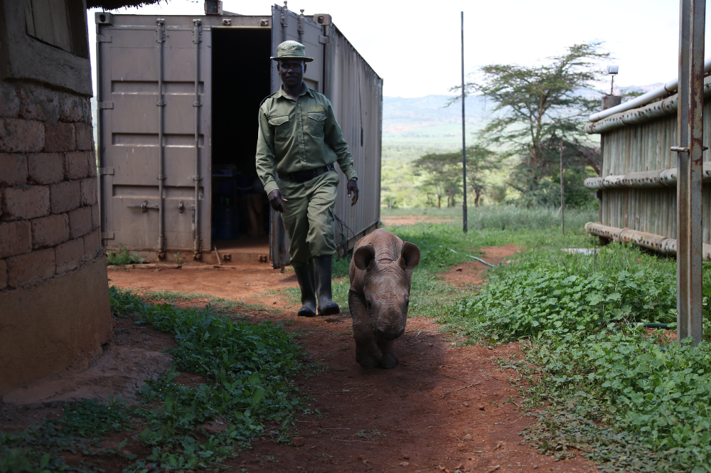 Black rhino calf and man walking towards the camera, outside in front of a building.