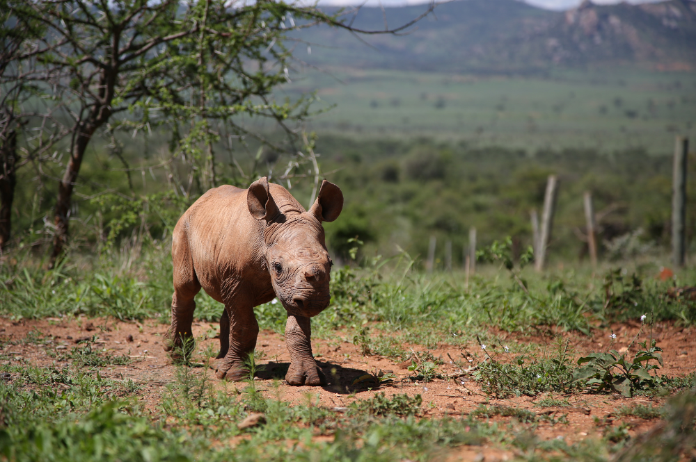 Black rhino calf walking in a field.