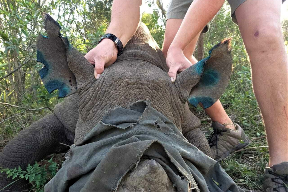 A person holding a rhino's ears towards the camera. Rhino is under aneasthetic with eyes covered. Ears have notches cut and have a blue spray over them.