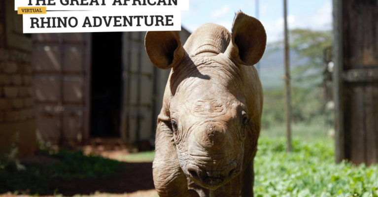 Rhino calf looking towards the camera. Text: The Great African Rhino Adventure