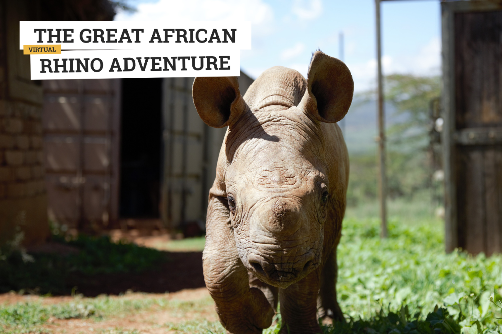 Rhino calf looking towards the camera. Text: The Great African Rhino Adventure