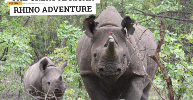 A rhino cow and calf in the bush looking forward. Text: The Great African Rhino Adventure