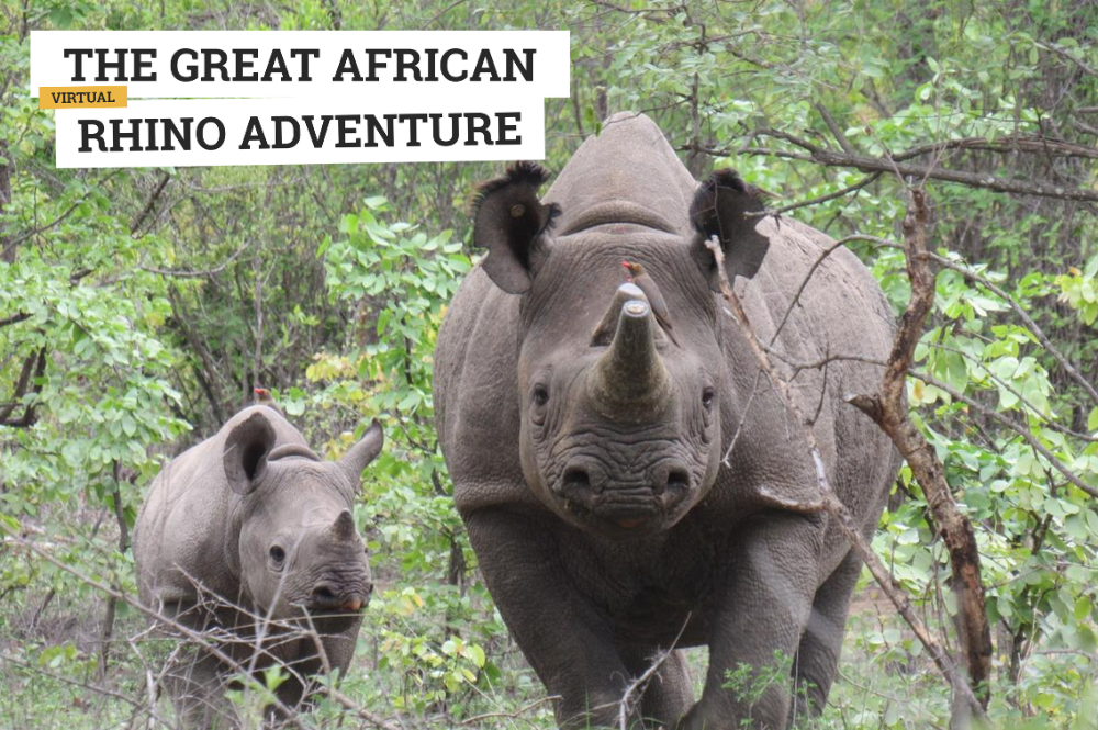 A rhino cow and calf in the bush looking forward. Text: The Great African Rhino Adventure