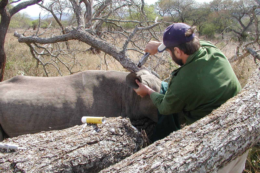 Person behind a tree holding onto a rhino's ears whilst the rhino is under aneasthetic.