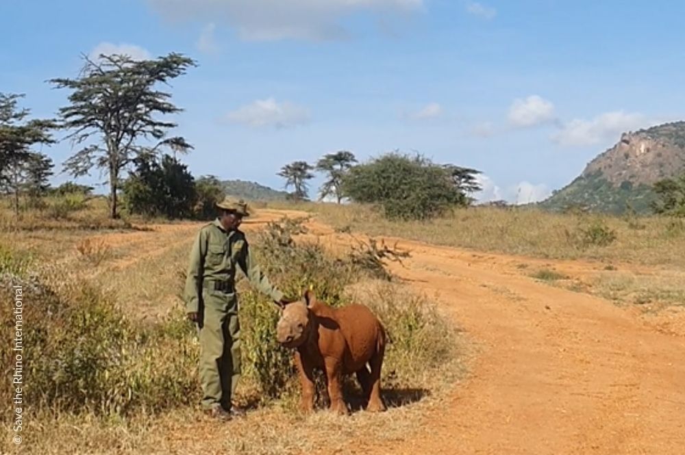 ranger with a young calf