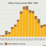 Graph showing the number of African rhinos poached in Africa from 2006 to 2023.