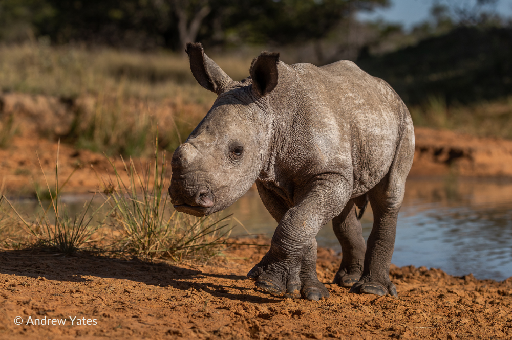 Young Rhino in South Africa