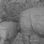 Javan rhino calf and its mother in black and white from a camera trap.