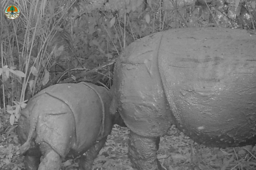 Javan Rhino Update | News | Save the Rhino International