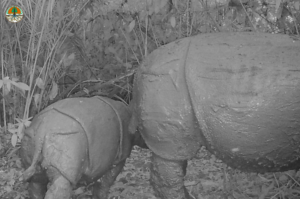 Javan rhino calf and its mother in black and white from a camera trap.