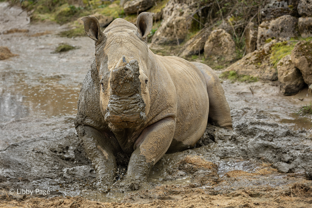 Otto Mud Bath