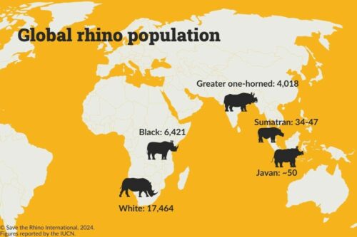 Map showing rhino populations of all five species.