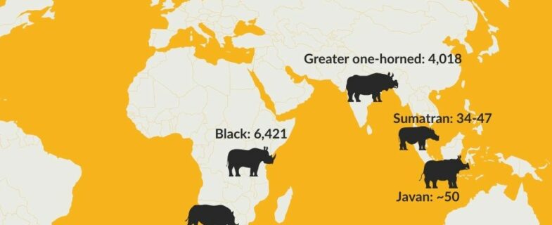 Map showing rhino populations of all five species.