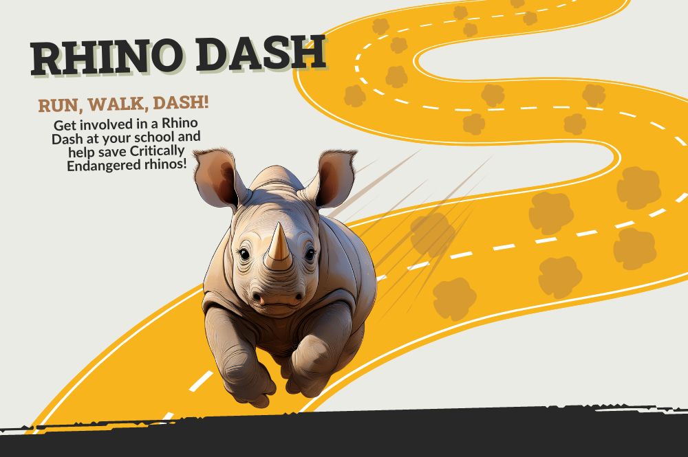 Animated rhino calf running along an animated yellow road. Text: Rhino Dash.