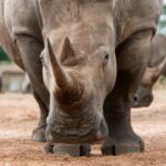 White rhino facing forward outside.