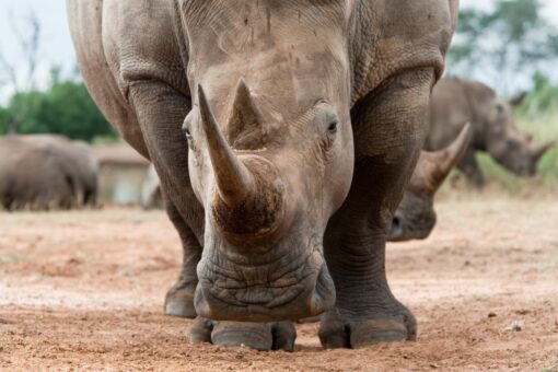 White rhino facing forward outside.