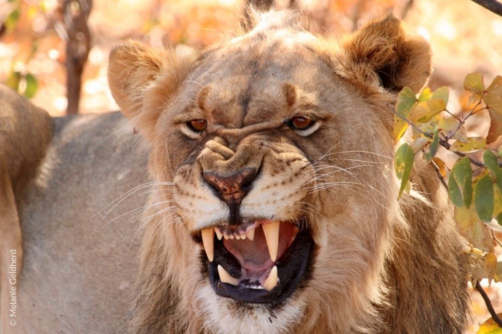 A young lion yawning and showing his teeth.