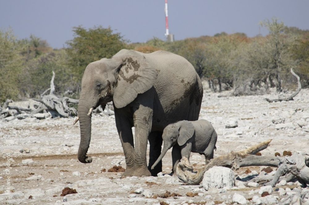 An elephant and her calf standing in a dry landscape.