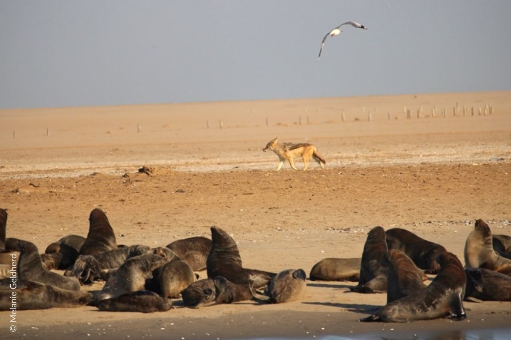 Seals resting on the shore and a jackal running behind.