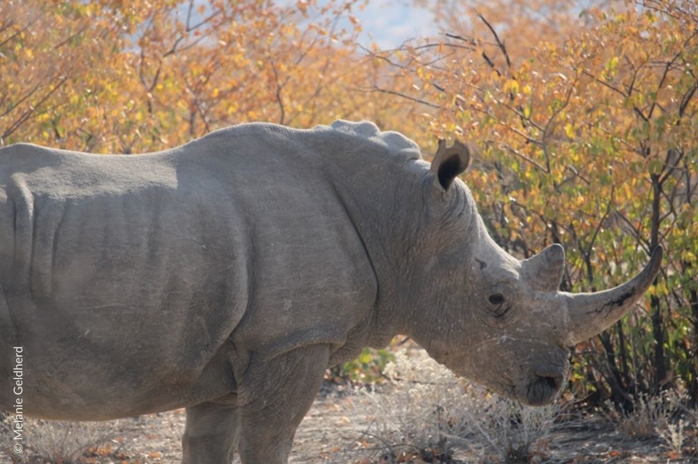 White rhino looking right amongst trees.