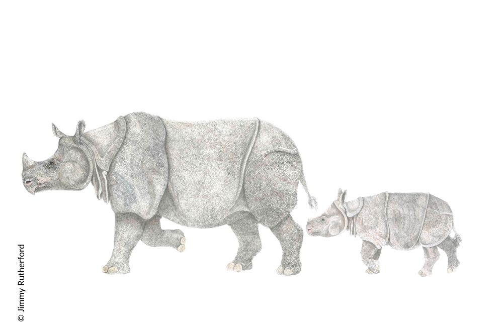 line drawing of a rhino and a calf